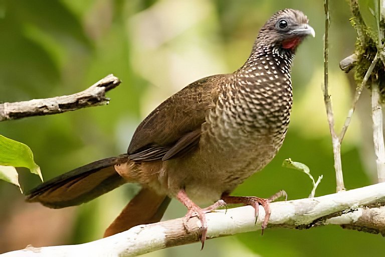 Casa dos Alpes com Jacuzzi hidro e Lareira