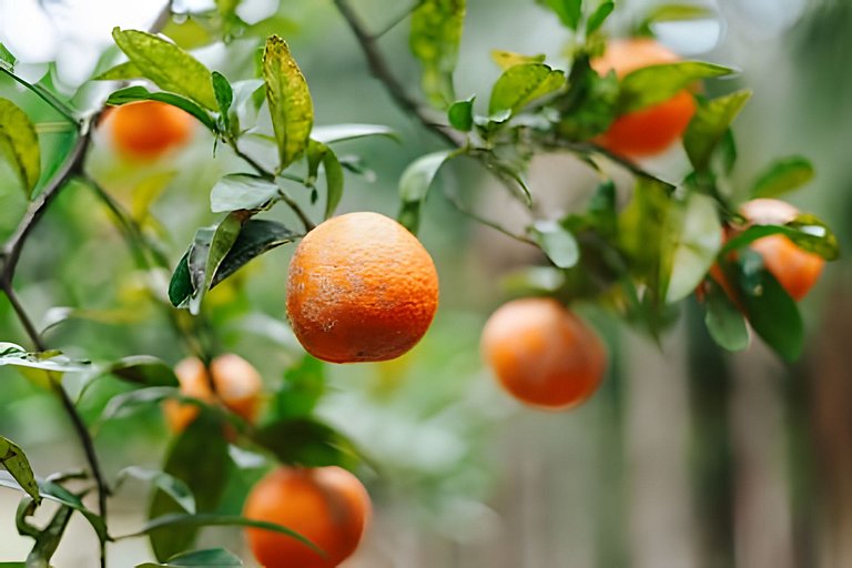 Cabana Vista Ilha/Santo Amaro da Imperatriz